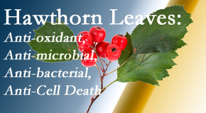 Paulette Hugulet, DC, LLC presents new research regarding the flavonoids of the hawthorn tree leaves’ extract that are antioxidant, antibacterial, antimicrobial and anti-cell death. 