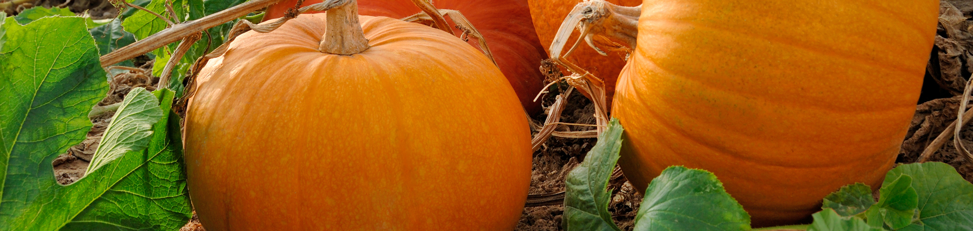 La Grande Pumpkin Leaves’ help for disc degeneration